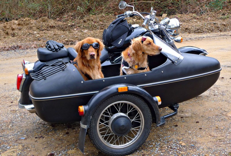 dog sidecar2
